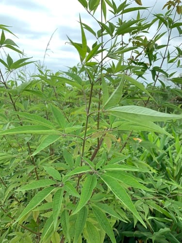 Vitex negundo