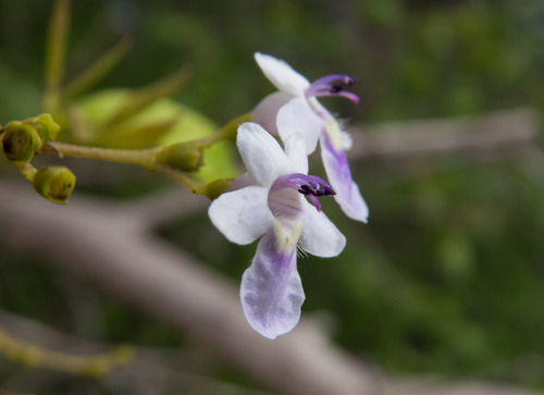 Vitex orinocensis (Orinoco chastetree) — photo