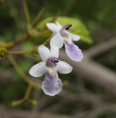 Vitex orinocensis