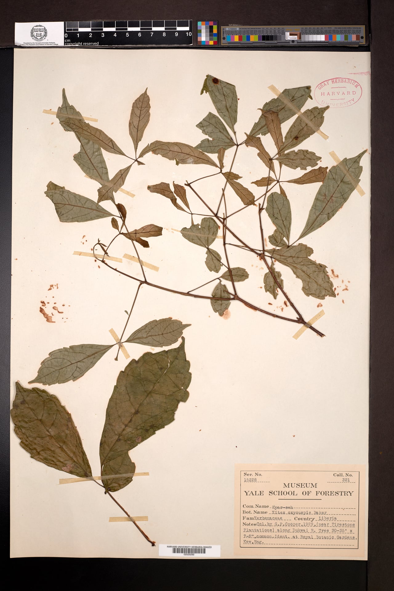 Vitex oxycuspis — photo