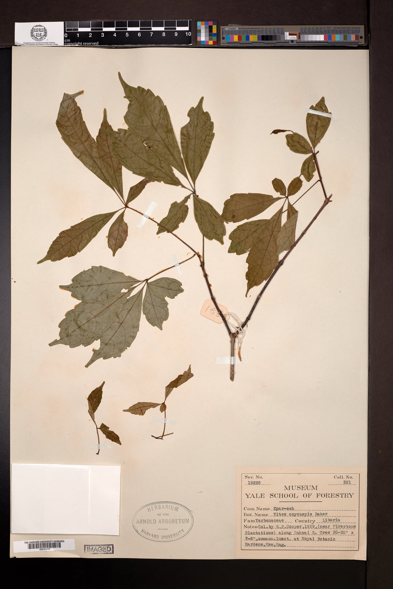 Vitex oxycuspis