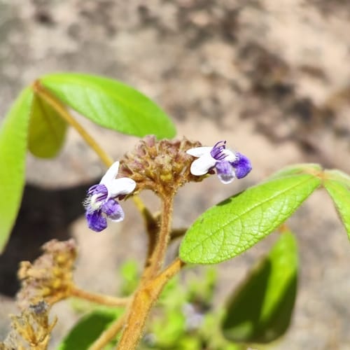 Vitex panshiniana (Gardner chastetree) — photo