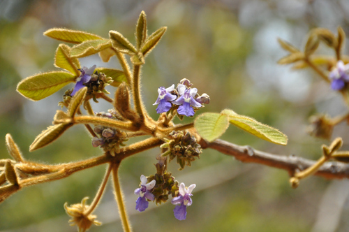 Vitex panshiniana