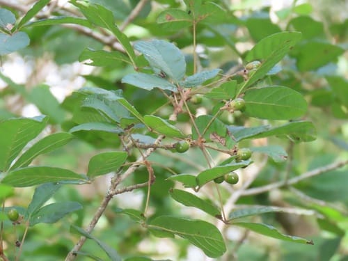 Vitex patula (Sand vitex) — photo