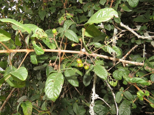 Vitex patula