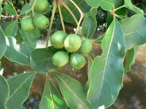 Vitex payos