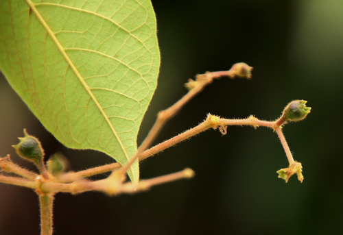 Vitex phaeotricha