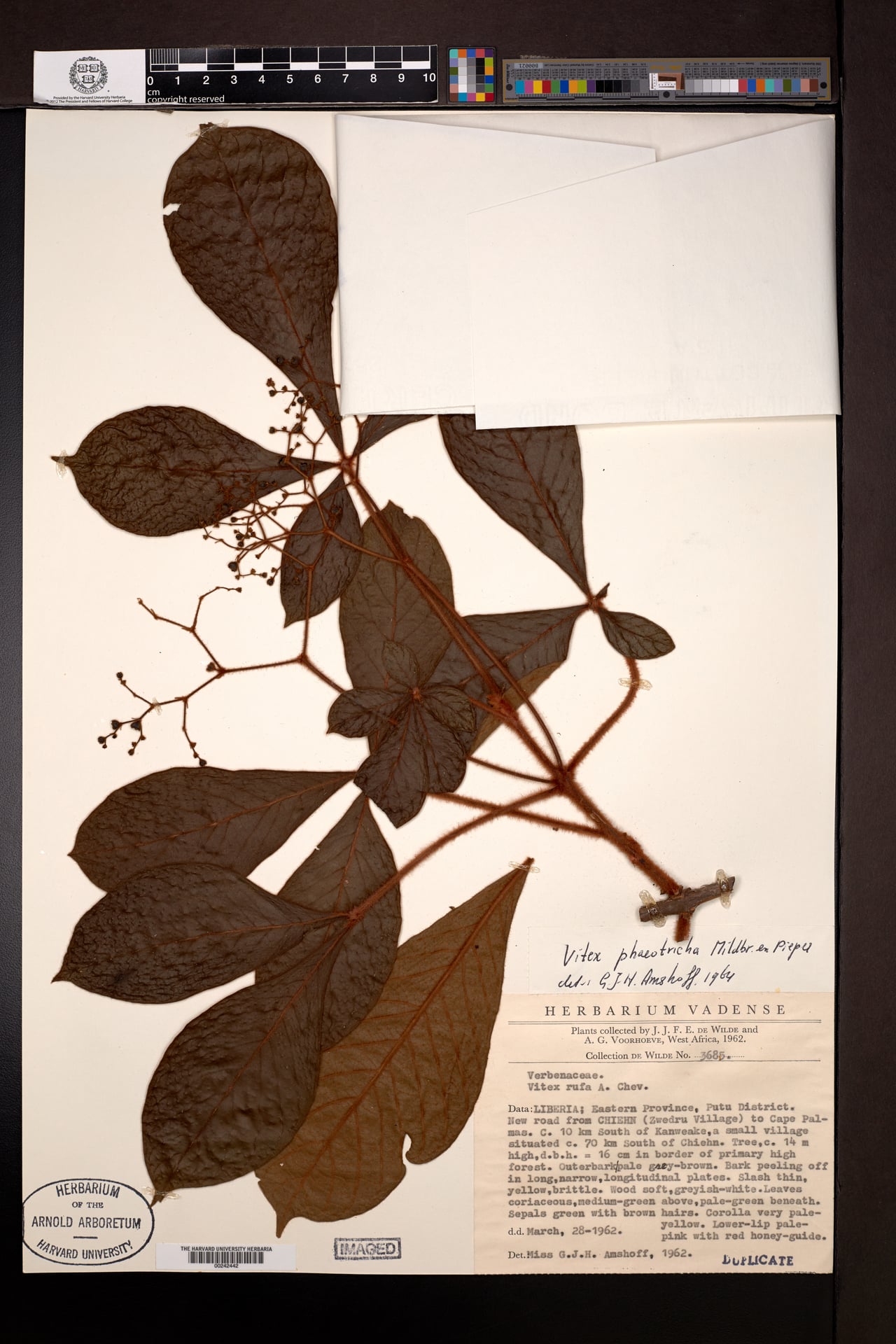 Vitex phaeotricha — photo