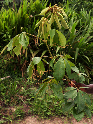 Vitex phaeotricha — photo