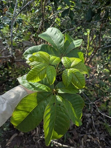 Vitex pinnata — photo