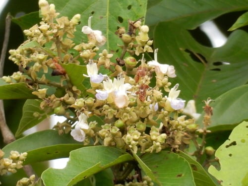 Vitex pinnata