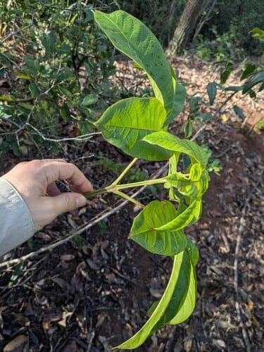 Vitex pinnata — photo