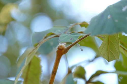 Vitex polygama var. bakeri — photo