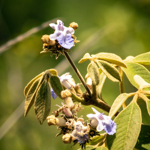 Vitex polygama var. bakeri