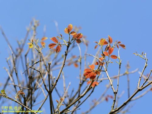 Vitex quinata (Joho lawe tree) — photo