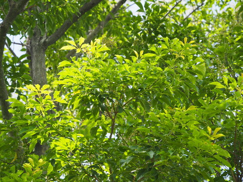 Vitex quinata (Joho lawe tree) — photo
