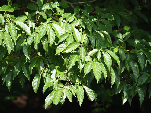 Vitex quinata