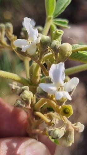 Vitex rehmannii (Pipe-stem tree) — photo