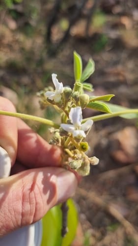 Vitex rehmannii (Pipe-stem tree) — photo