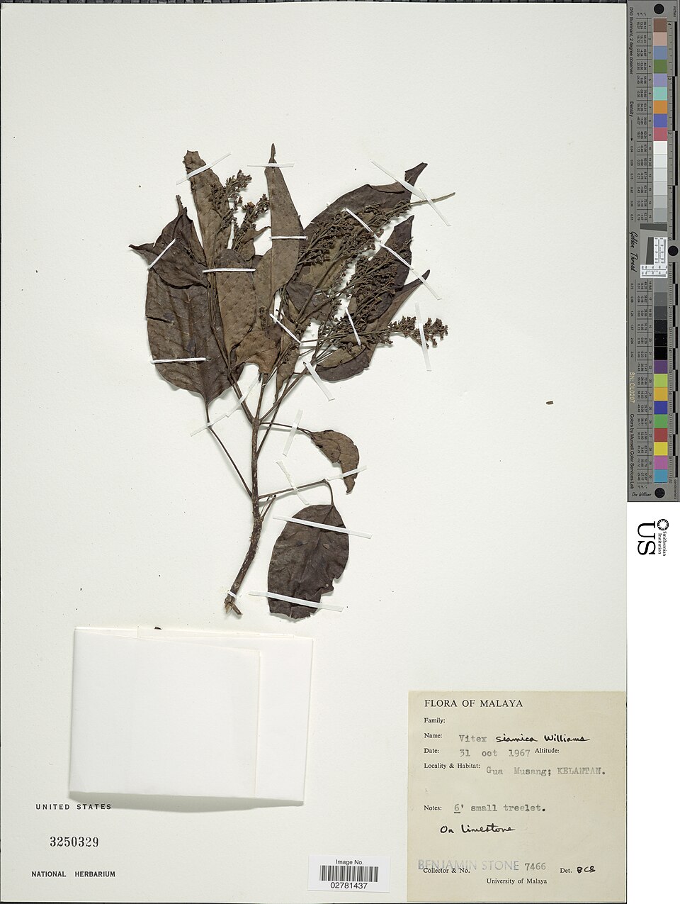 Vitex siamica