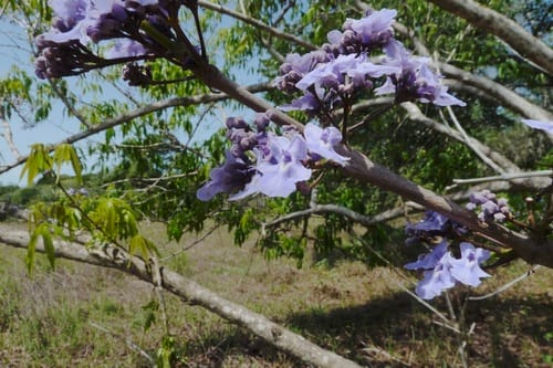 Vitex stahelii (Stahel chastetree) — photo