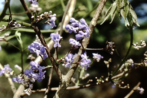 Vitex stahelii