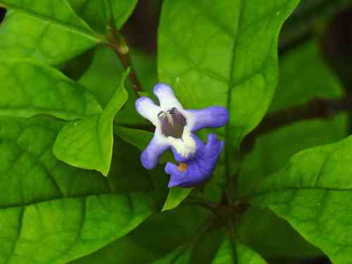 Vitex triflora — photo