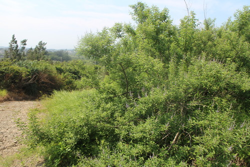Vitex trifolia (Common blue vitex) — photo