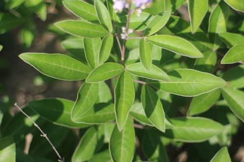 Vitex trifolia var. litoralis
