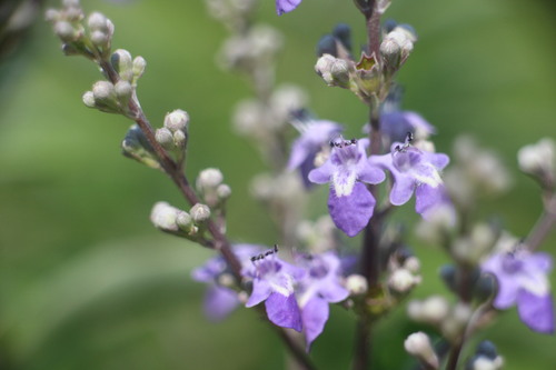 Vitex trifolia (Common blue vitex) — photo