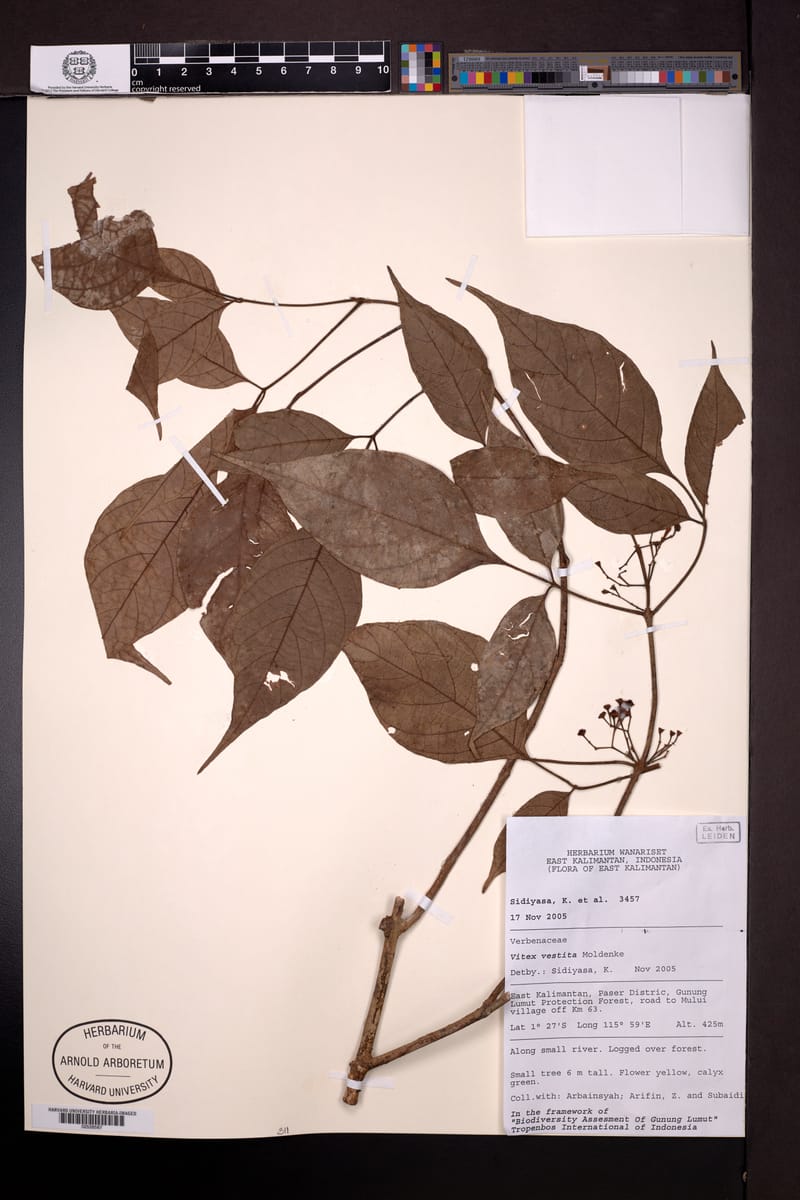 Vitex vestita (Roasted bean tree) — photo