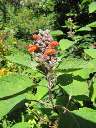 Vitex vestita