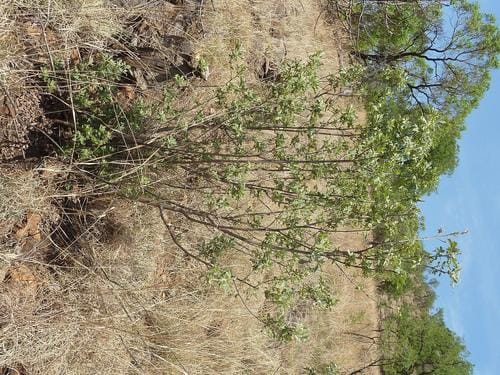 Vitex zeyheri — photo