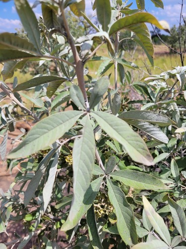 Vitex zeyheri