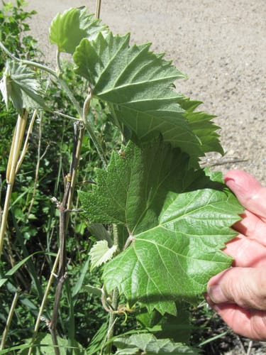 Vitis acerifolia (Bush grape) — photo
