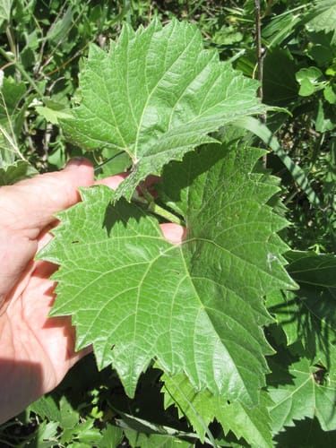 Vitis acerifolia (Bush grape) — photo
