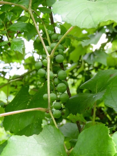 Vitis aestivalis (Summer grape) — photo