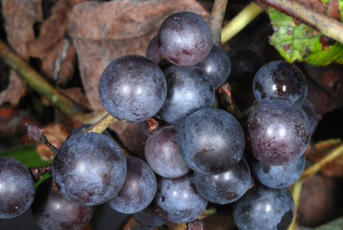 Vitis aestivalis (Summer grape) — photo