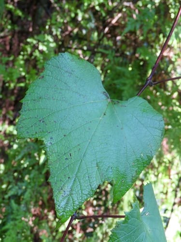 Vitis aestivalis var. bourquiniana — photo