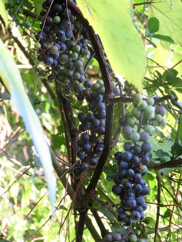Vitis aestivalis var. bourquiniana