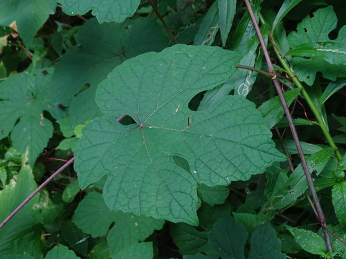Vitis aestivalis (Summer grape) — photo