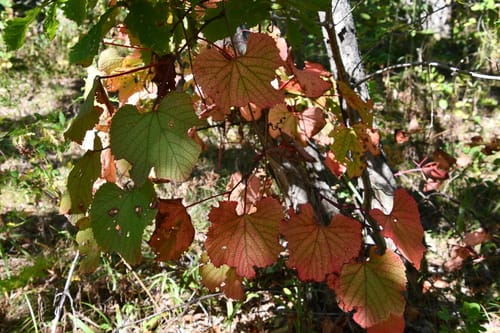 Vitis amurensis (Amur River grape) — photo