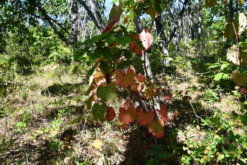 Vitis amurensis (Amur River grape) — photo