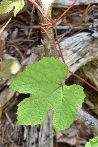 Vitis amurensis