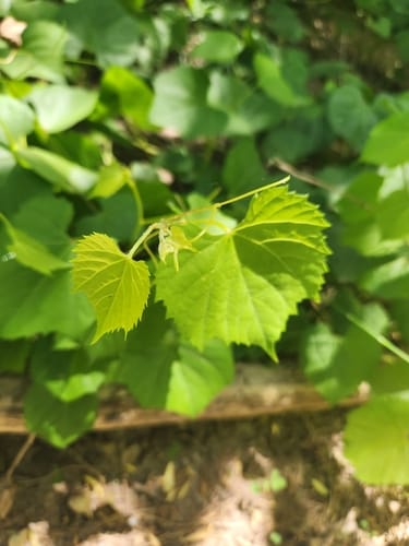 Vitis arizonica (Canyon grape) — photo
