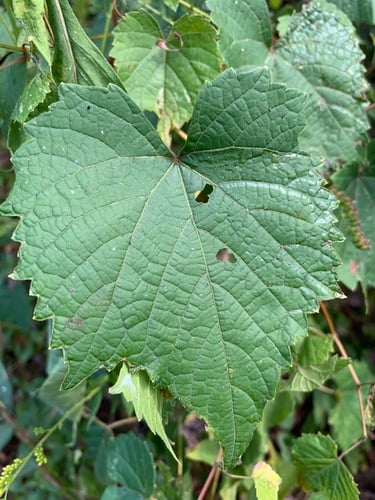Vitis baileyana (Graybark grape) — photo