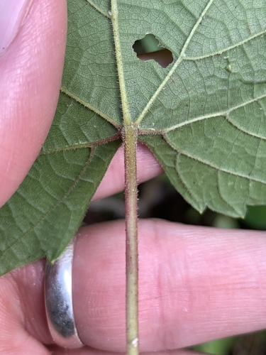 Vitis baileyana (Graybark grape) — photo