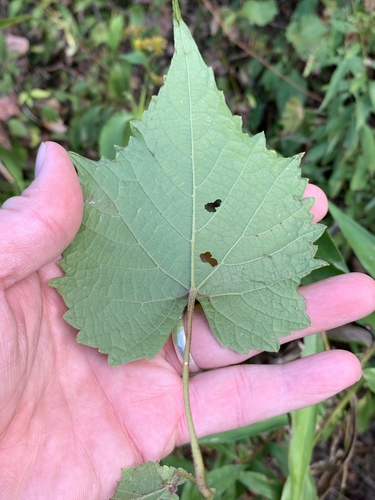 Vitis baileyana