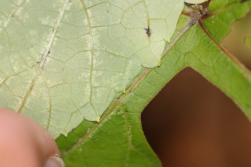 Vitis bicolor (Blue grape) — photo
