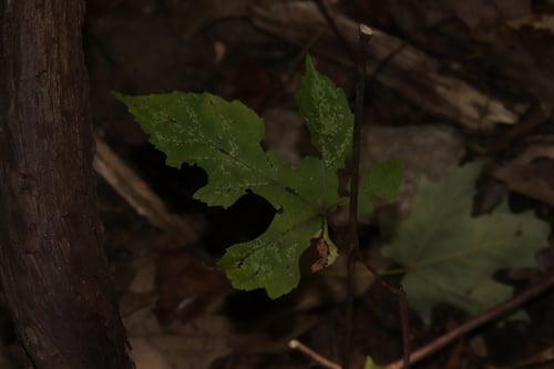 Vitis bicolor
